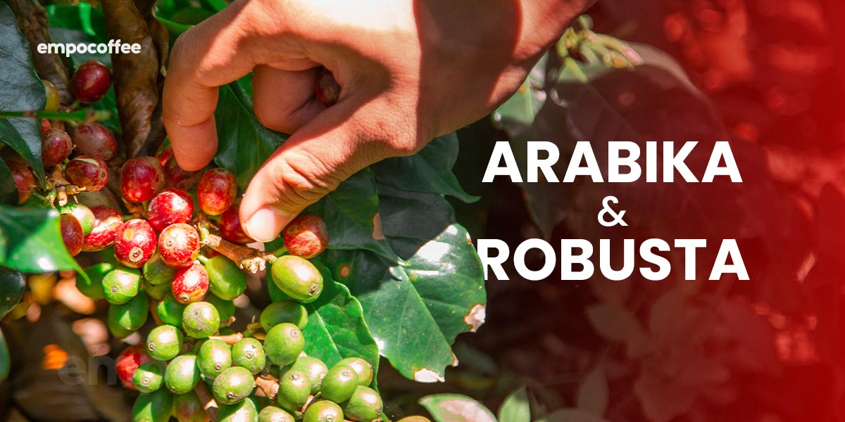 Kopi Arabika dan Robusta