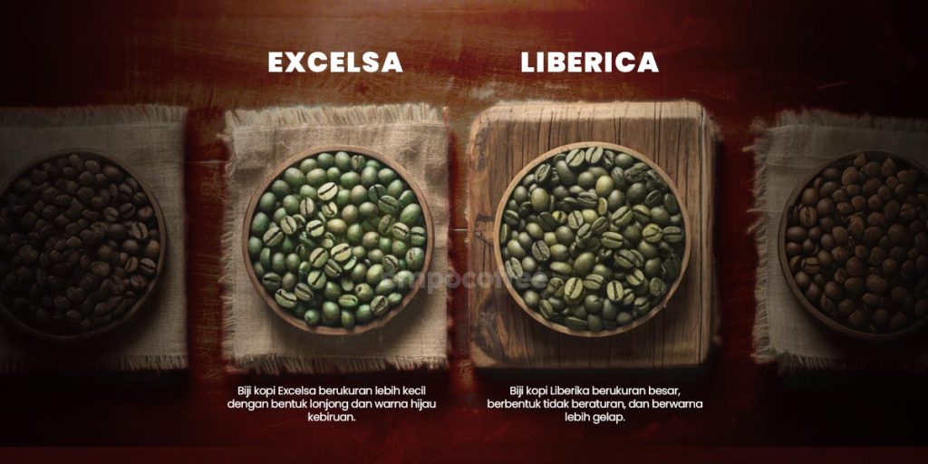 perbedaan Excelsa dan Liberica