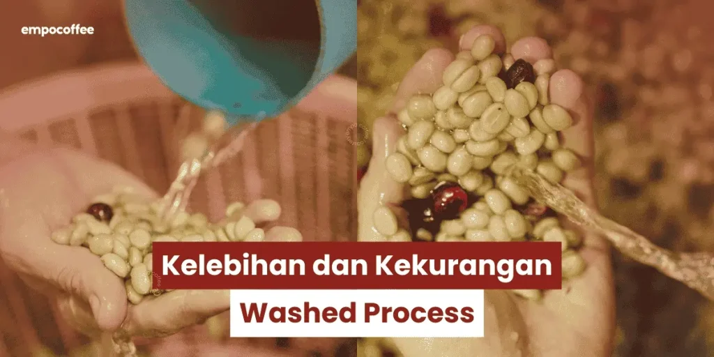 Kelebihan & Kekurangan Washed Process