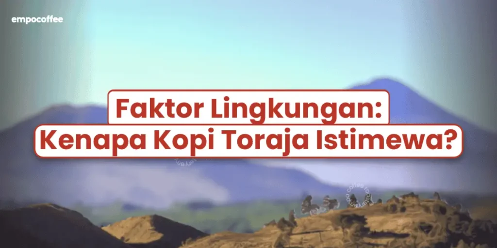 faktor lingkungan kenapa kopi toraja istimewa